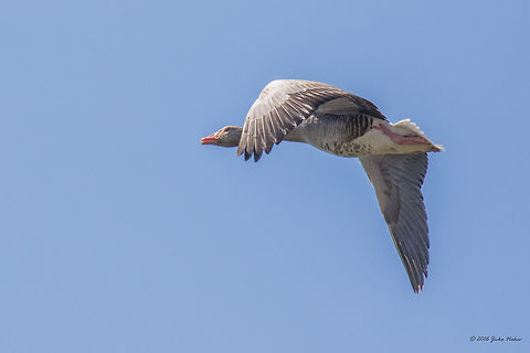 Greater white-fronted goose - Anser albifrons  Anatidae,Animal,Animalia,Anser albifrons,Anseriformes,Aves,Bird,Chordata,Danube delta biosphere reserve,Europe,Geotagged,Greater white-fronted goose,Nature,Romania,Spring,Wildlife