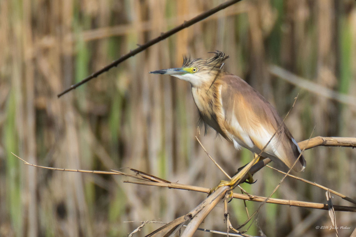 Squacco heron - Ardeola ralloides This Squacco heron was kind enough to pose for a couple of shots. Captured during a motor boat tour through the lakes and marshes of Danube Delta, Romania. Animal,Animalia,Ardeidae,Ardeola ralloides,Aves,Bird,Chordata,Danube delta biosphere reserve,Europe,Geotagged,Nature,Pelecaniformes,Romania,Spring,Squacco Heron,Squacco heron,Wildlife