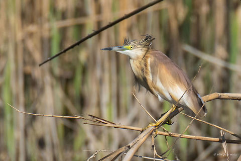 Squacco heron - Ardeola ralloides This Squacco heron was kind enough to pose for a couple of shots. Captured during a motor boat tour through the lakes and marshes of Danube Delta, Romania. Animal,Animalia,Ardeidae,Ardeola ralloides,Aves,Bird,Chordata,Danube delta biosphere reserve,Europe,Geotagged,Nature,Pelecaniformes,Romania,Spring,Squacco Heron,Squacco heron,Wildlife