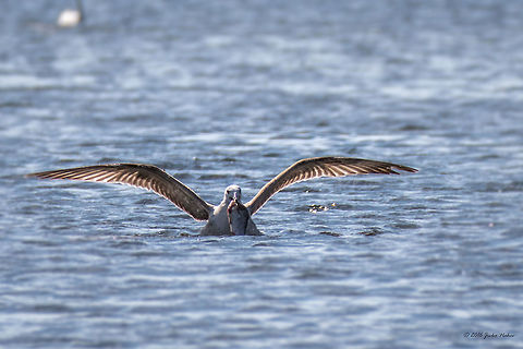 Angler's dream Danube delta, Romania - Larus michanellis Animal,Animalia,Aves,Bird,Charadriiformes,Chordata,Danube delta biosphere reserve,Europe,Geotagged,Laridae,Larus michahellis,Larus michanellis,Nature,Romania,Spring,Wildlife,Yellow-legged gull