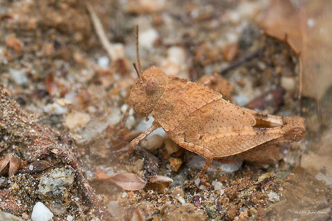 Blue-winged grasshopper juvenile - Oedipoda caerulescens Captured in the shady base of a rocky slope aside the road
https://www.jungledragon.com/image/39593/blue-winged_grasshopper_juvenile_-_oedipoda_caerulescens.html Acrididae,Animal,Animalia,Arthropoda,Blue-winged grasshopper,Europe,Geotagged,Greece,Insect,Insecta,Nature,Oedipoda caerulescens,Orthoptera,Short-horned Grasshopper,Spring,Thasos Island,Wildlife