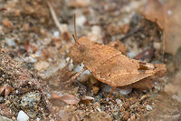 Blue-winged grasshopper juvenile - Oedipoda caerulescens Captured in the shady base of a rocky slope aside the road<br />
https://www.jungledragon.com/image/39593/blue-winged_grasshopper_juvenile_-_oedipoda_caerulescens.html Acrididae,Animal,Animalia,Arthropoda,Blue-winged grasshopper,Europe,Geotagged,Greece,Insect,Insecta,Nature,Oedipoda caerulescens,Orthoptera,Short-horned Grasshopper,Spring,Thasos Island,Wildlife