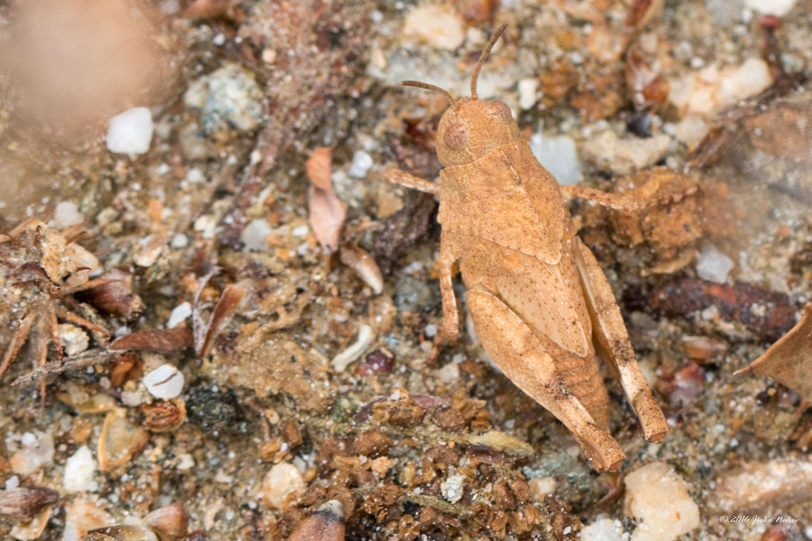 Blue-winged grasshopper juvenile - Oedipoda caerulescens Captured in the shady base of a rocky slope aside the road<br />
<figure class="photo"><a href="https://www.jungledragon.com/image/39592/blue-winged_grasshopper_juvenile_-_oedipoda_caerulescens.html" title="Blue-winged grasshopper juvenile - Oedipoda caerulescens"><img src="https://s3.amazonaws.com/media.jungledragon.com/images/1332/39592_thumb.jpg?AWSAccessKeyId=05GMT0V3GWVNE7GGM1R2&Expires=1769040010&Signature=jSsfhAS6RfX1ztG1nUvFWOSGLEQ%3D" width="200" height="134" alt="Blue-winged grasshopper juvenile - Oedipoda caerulescens Captured in the shady base of a rocky slope aside the road<br />
https://www.jungledragon.com/image/39593/blue-winged_grasshopper_juvenile_-_oedipoda_caerulescens.html Acrididae,Animal,Animalia,Arthropoda,Blue-winged grasshopper,Europe,Geotagged,Greece,Insect,Insecta,Nature,Oedipoda caerulescens,Orthoptera,Short-horned Grasshopper,Spring,Thasos Island,Wildlife" /></a></figure> Acrididae,Animal,Animalia,Arthropoda,Blue-winged grasshopper,Europe,Geotagged,Greece,Insect,Insecta,Nature,Oedipoda caerulescens,Orthoptera,Short-horned Grasshopper,Spring,Thasos Island,Wildlife