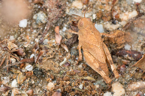 Blue-winged grasshopper juvenile - Oedipoda caerulescens Captured in the shady base of a rocky slope aside the road
https://www.jungledragon.com/image/39592/blue-winged_grasshopper_juvenile_-_oedipoda_caerulescens.html Acrididae,Animal,Animalia,Arthropoda,Blue-winged grasshopper,Europe,Geotagged,Greece,Insect,Insecta,Nature,Oedipoda caerulescens,Orthoptera,Short-horned Grasshopper,Spring,Thasos Island,Wildlife