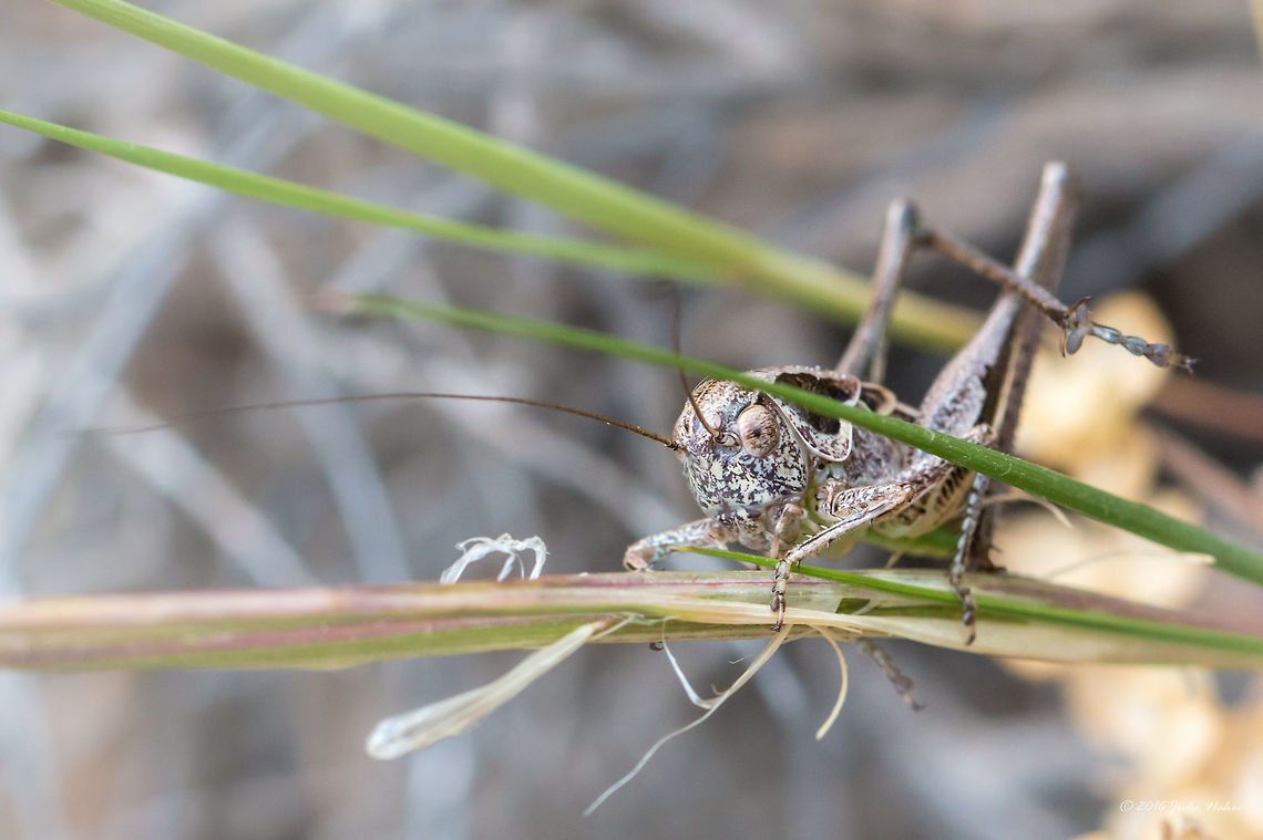 Unidentified bush cricket - need help to ID Thasos island, Greece<br />
<figure class="photo"><a href="https://www.jungledragon.com/image/39595/unidentified_bush_cricket_-_need_help_to_id.html" title="Unidentified bush cricket - need help to ID"><img src="https://s3.amazonaws.com/media.jungledragon.com/images/1332/39595_thumb.jpg?AWSAccessKeyId=05GMT0V3GWVNE7GGM1R2&Expires=1769040010&Signature=GN8SZwac1clDK1jYCEpAH7fwsbk%3D" width="200" height="134" alt="Unidentified bush cricket - need help to ID Thasos island, Greece<br />
https://www.jungledragon.com/image/39594/unidentified_bush_cricket.html Animal,Animalia,Arthropoda,Bush cricket,Europe,Geotagged,Greece,Insect,Insecta,Katydid,Long-horned grasshopper,Nature,Orthoptera,Spring,Tettigoniidae,Thasos Island,Wildlife" /></a></figure> Animal,Animalia,Arthropoda,Bush cricket,Europe,Geotagged,Greece,Insect,Insecta,Katydid,Long-horned grasshopper,Nature,Orthoptera,Spring,Tettigoniidae,Thasos Island,Wildlife