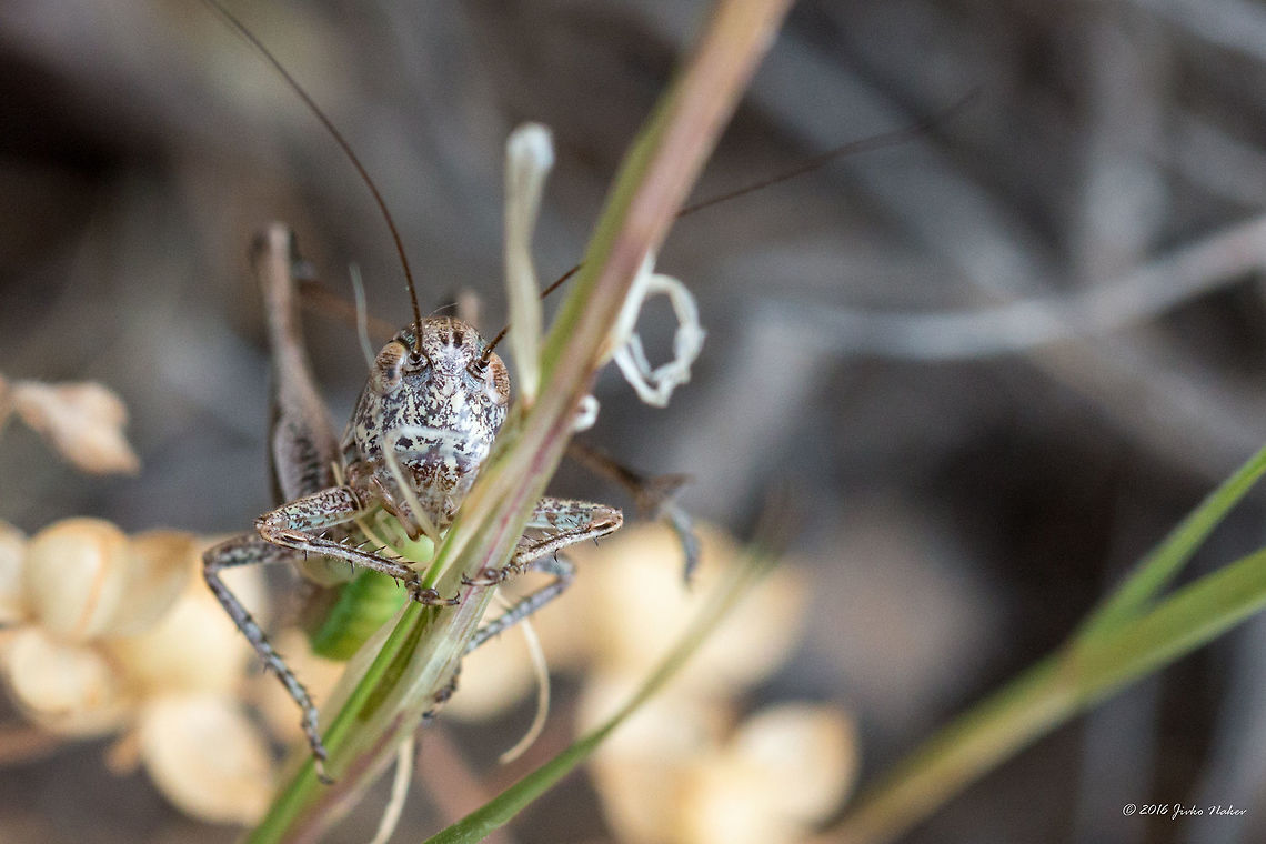 Unidentified bush cricket - need help to ID Thasos island, Greece<br />
<figure class="photo"><a href="https://www.jungledragon.com/image/39594/unidentified_bush_cricket_-_need_help_to_id.html" title="Unidentified bush cricket - need help to ID"><img src="https://s3.amazonaws.com/media.jungledragon.com/images/1332/39594_thumb.jpg?AWSAccessKeyId=05GMT0V3GWVNE7GGM1R2&Expires=1765411210&Signature=uxmoNqcacFit%2F18PStueXcUEYds%3D" width="200" height="134" alt="Unidentified bush cricket - need help to ID Thasos island, Greece<br />
https://www.jungledragon.com/image/39595/unidentified_bush_cricket.html Animal,Animalia,Arthropoda,Bush cricket,Europe,Geotagged,Greece,Insect,Insecta,Katydid,Long-horned grasshopper,Nature,Orthoptera,Spring,Tettigoniidae,Thasos Island,Wildlife" /></a></figure> Animal,Animalia,Arthropoda,Bush cricket,Europe,Geotagged,Greece,Insect,Insecta,Katydid,Long-horned grasshopper,Nature,Orthoptera,Spring,Tettigoniidae,Thasos Island,Wildlife