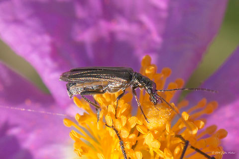 Pollen-feeding beetle - Oedemera flavipes  Animal,Animalia,Arthropoda,Coleoptera,Europe,False blister beetle,Geotagged,Greece,Insect,Insecta,Nature,Oedemera flavipes,Oedemeridae,Spring,Thasos Island,Wildlife