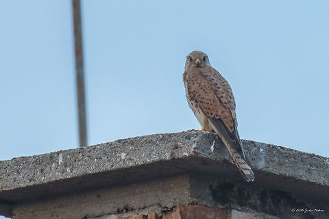 Common kestrel female - Falco tinnunculus Quite surprised to see this beauty on the roof of the neighbor building. I first spotted her one morning while taking my coffee on the balcony. Since then every couple of days I see her either at sunrise or late at twilight. It seems to have a nest in our 20-storey building. Animal,Animalia,Aves,Bird,Bulgaria,Chordata,Common Kestrel,Common kestrel,Europe,Falco tinnunculus,Falcon,Falconidae,Falconiformes,Geotagged,Nature,Sofia,Summer,Wildlife