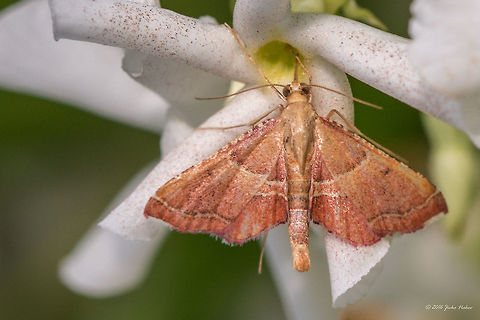 Rosy Tabby - Endotricha flammealis Thasos island, Greece Animal,Animalia,Arthropoda,Endotricha flammealis,Europe,Geotagged,Greece,Insect,Insecta,Lepidoptera,Moth Week 2018,Nature,Pyralidae,Rosy Tabby,Spring,Thasos Island,Wildlife