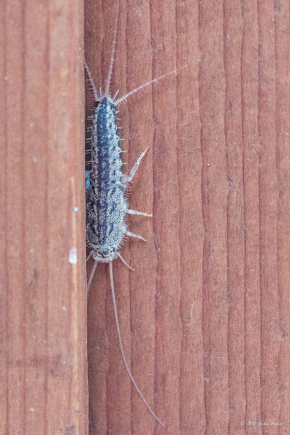 Four-lined Silverfish - Ctenolepisma lineata  Animal,Animalia,Arthropoda,Bulgaria,Ctenolepisma,Ctenolepisma lineata,Ctenolepismatinae,Europe,Four-lined Silverfish,Geotagged,Insect,Insecta,Lepismatidae,Nature,Sofia,Summer,Wildlife,Zygentoma
