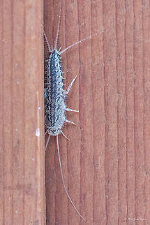 Four-lined Silverfish - Ctenolepisma lineata  Animal,Animalia,Arthropoda,Bulgaria,Ctenolepisma,Ctenolepisma lineata,Ctenolepismatinae,Europe,Four-lined Silverfish,Geotagged,Insect,Insecta,Lepismatidae,Nature,Sofia,Summer,Wildlife,Zygentoma
