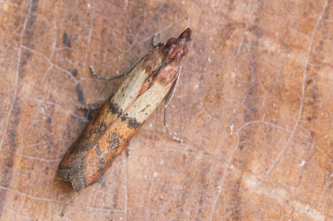 Indian mealmoth - Plodia interpunctella  Animal,Animalia,Arthropoda,Bulgaria,Europe,Geotagged,Indian mealmoth,Insect,Insecta,Lepidoptera,Moth Week 2018,Nature,Plodia interpunctella,Pyralidae,Sofia,Summer,Wildlife