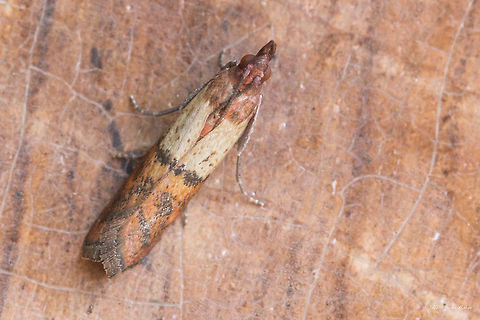 Indian mealmoth - Plodia interpunctella  Animal,Animalia,Arthropoda,Bulgaria,Europe,Geotagged,Indian mealmoth,Insect,Insecta,Lepidoptera,Moth Week 2018,Nature,Plodia interpunctella,Pyralidae,Sofia,Summer,Wildlife