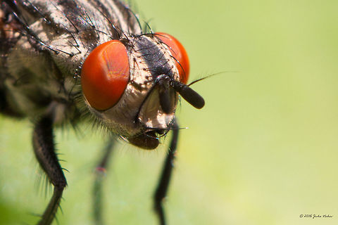Beauty! Housefly female - Musca domestica Animal,Animalia,Arthropoda,Bulgaria,Diptera,Europe,Geotagged,Housefly,Insect,Insecta,Musca domestica,Muscidae,Nature,Sofia,Summer,Wildlife