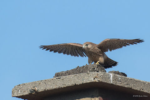 Common kestrel juvenile - Falco tinnunculus I've got it - a youngster making its first attempts to fly. Animal,Animalia,Aves,Bird,Bulgaria,Chordata,Common Kestrel,Common kestrel,Europe,Falco tinnunculus,Falcon,Falconidae,Falconiformes,Geotagged,Nature,Sofia,Summer,Wildlife