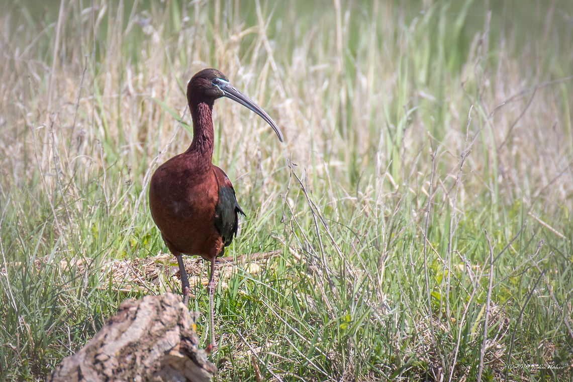 Glossy Ibis - Plegadis falcinellus Danube delta - Romania Animal,Animalia,Aves,Bird,Chordata,Danube delta biosphere reserve,Europe,Geotagged,Glossy Ibis,Glossy ibis,Nature,Pelecaniformes,Plegadis falcinellus,Romania,Spring,Threskiornithidae,Wildlife