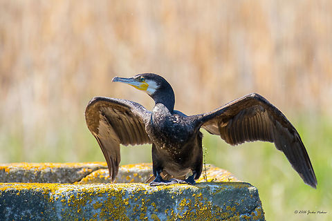 Great cormorant - Phalacrocorax carbo Danube delta - Romania Animal,Animalia,Aves,Bird,Chordata,Geotagged,Great Cormorant,Great black cormorant,Nature,Phalacrocoracidae,Phalacrocorax carbo,Romania,Seabird,Spring,Suliformes,Wildlife