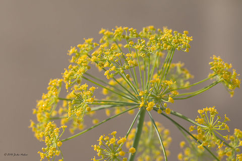 Dill flower - Anethum graveolens  Anethum graveolens,Apiaceae,Apiales,Bulgaria,Celery,Dill,Eudicot,Europe,Flowering Plant,Geotagged,Magnoliophyta,Nature,Plantae,Sofia,Summer,Wildlife,flower