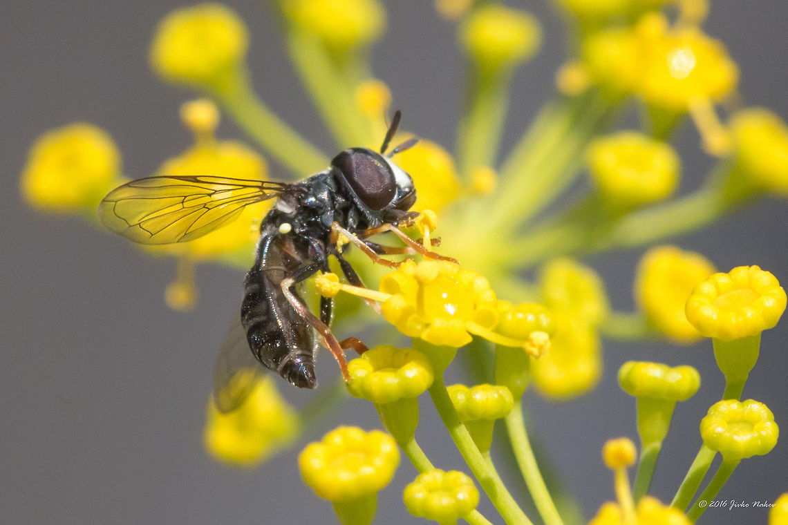 Hoverfly - Paragus pecchiolii This weekend I spent two mornings chasing small insects collecting pollen from my wife's dill, which she grows on our balcony. I was surprised to find out that I have photographed 3 or 4 species. This is the first one, the rest still to be identified - two masked bees, Hylaeus sp., one wasp or bee. In the beginning I didn't realize they are different species - at first glance they all look the same.  Animal,Animalia,Arthropoda,Bulgaria,Diptera,Europe,Geotagged,Insect,Insecta,Nature,Paragus pecchiolii,Sofia,Summer,Syrphid fly,Syrphidae,Wildlife