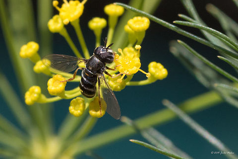 Hoverfly - Paragus pecchiolii Paragus hoverfly on dill flower Animal,Animalia,Arthropoda,Bulgaria,Diptera,Europe,Geotagged,Insect,Insecta,Nature,Paragus pecchiolii,Sofia,Summer,Syrphid fly,Syrphidae,Wildlife