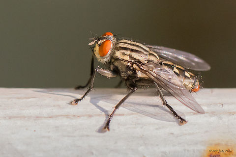 Flesh fly - Sarcophaga africa Quite complicated and confusing family, with tens and hundreds of synonyms and permanent taxonomy updates. After several discussion in a couple of dipterists' forums the best match seems to be Sarcophaga africa.
https://www.jungledragon.com/image/40028/flesh_fly_-_sarcophaga_africa.html Animal,Animalia,Arthropoda,Bulgaria,Diptera,Europe,Flesh fly,Geotagged,Insect,Insecta,Nature,Sarcophaga africa,Sarcophagidae,Sofia,Summer,Wildlife