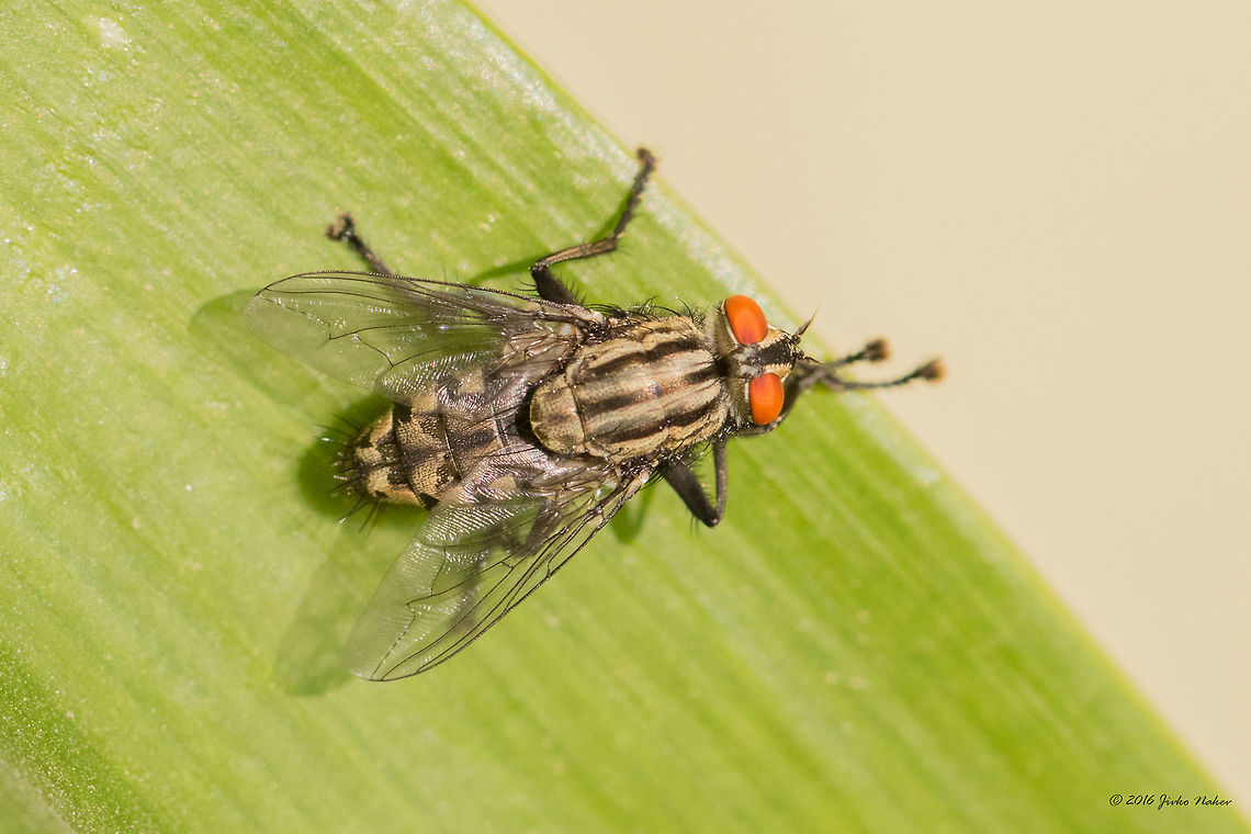 Flesh fly - Sarcophaga africa <figure class="photo"><a href="https://www.jungledragon.com/image/40027/flesh_fly_-_sarcophaga_africa.html" title="Flesh fly - Sarcophaga africa"><img src="https://s3.amazonaws.com/media.jungledragon.com/images/1332/40027_thumb.jpg?AWSAccessKeyId=05GMT0V3GWVNE7GGM1R2&Expires=1767225610&Signature=c%2FWJgTqpKfvDZiJrQa72n%2FKQvkI%3D" width="200" height="134" alt="Flesh fly - Sarcophaga africa Quite complicated and confusing family, with tens and hundreds of synonyms and permanent taxonomy updates. After several discussion in a couple of dipterists&#039; forums the best match seems to be Sarcophaga africa.<br />
https://www.jungledragon.com/image/40028/flesh_fly_-_sarcophaga_africa.html Animal,Animalia,Arthropoda,Bulgaria,Diptera,Europe,Flesh fly,Geotagged,Insect,Insecta,Nature,Sarcophaga africa,Sarcophagidae,Sofia,Summer,Wildlife" /></a></figure> Animal,Animalia,Arthropoda,Bulgaria,Diptera,Europe,Flesh fly,Geotagged,Insect,Insecta,Nature,Sarcophaga africa,Sarcophagidae,Sofia,Summer,Wildlife