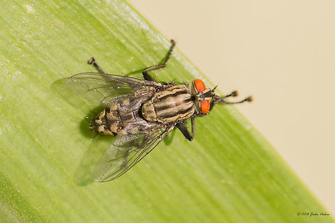 Flesh fly - Sarcophaga africa https://www.jungledragon.com/image/40027/flesh_fly_-_sarcophaga_africa.html Animal,Animalia,Arthropoda,Bulgaria,Diptera,Europe,Flesh fly,Geotagged,Insect,Insecta,Nature,Sarcophaga africa,Sarcophagidae,Sofia,Summer,Wildlife