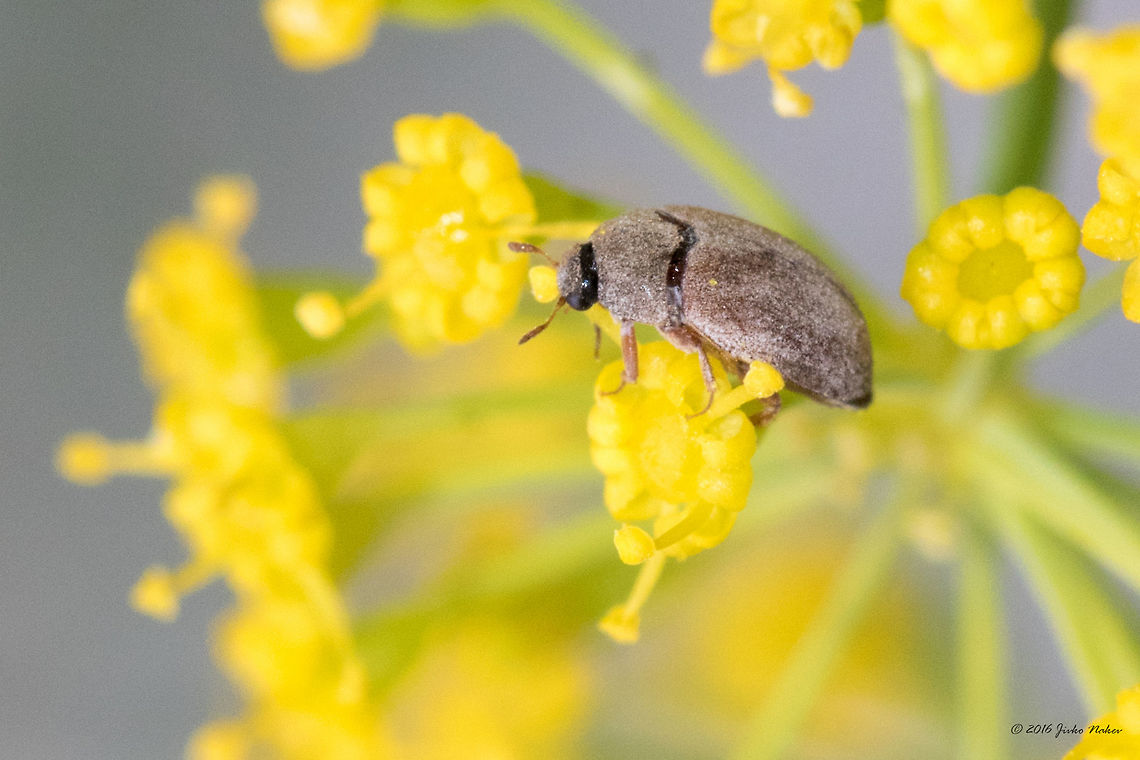 Byturus tomentosus This is the second identified species captured on the dill flower on our balcony. Animal,Animalia,Arthropoda,Bulgaria,Byturidae,Byturus,Byturus tomentosus,Coleoptera,Europe,Geotagged,Insect,Insecta,Nature,Raspberry beetle,Sofia,Summer,Wildlife