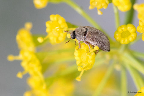 Byturus tomentosus This is the second identified species captured on the dill flower on our balcony. Animal,Animalia,Arthropoda,Bulgaria,Byturidae,Byturus,Byturus tomentosus,Coleoptera,Europe,Geotagged,Insect,Insecta,Nature,Raspberry beetle,Sofia,Summer,Wildlife