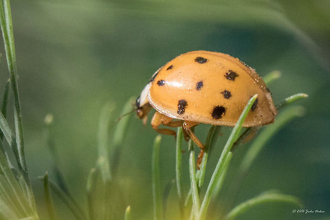 Harlequin ladybird - Harmonia axyridis Yellow harlequin ladybird with 18 spots. The 3rd species found on the dill on the balcony. Animal,Animalia,Arthropoda,Bulgaria,Coccinellidae,Coleoptera,Europe,Geotagged,Halloween lady beetle,Harlequin ladybird,Harmonia axyridis,Insect,Insecta,Ladybug,Nature,Sofia,Summer,Wildlife