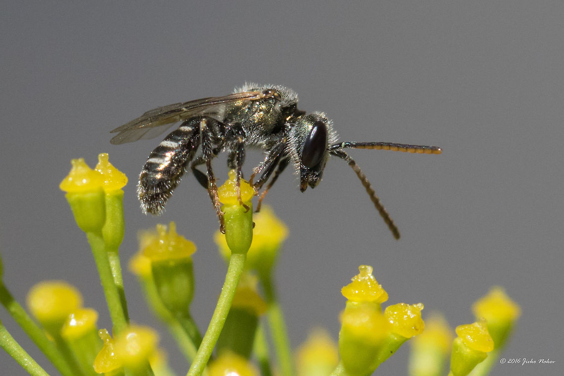 Halictid bee - Lasioglossum discum This is the 4th identified species captured on the dill flower last weekend. Still have at least 2 species to identify. It seems dill is too attractive to the pollinating insects.<br />
<figure class="photo"><a href="https://www.jungledragon.com/image/40334/halictid_bee_-_lasioglossum_discum.html" title="Halictid bee - Lasioglossum discum"><img src="https://s3.amazonaws.com/media.jungledragon.com/images/1332/40334_thumb.jpg?AWSAccessKeyId=05GMT0V3GWVNE7GGM1R2&Expires=1759968010&Signature=FOb2cauE3dVIBMsTp89j1mVypEY%3D" width="200" height="134" alt="Halictid bee - Lasioglossum discum This is the 4th identified species captured on the dill flower last weekend. Still have ate least 2 species to identify. It seems dill is too attractive to the pollinating insects.<br />
https://www.jungledragon.com/image/40333/halictid_bee_-_lasioglossum_discum.html Animal,Animalia,Apoidea,Arthropoda,Bulgaria,Europe,Geotagged,Halictidae,Hymenoptera,Insect,Insecta,Lasioglossum discum,Nature,Sofia,Summer,Sweat bee,Wildlife" /></a></figure> Animal,Animalia,Apoidea,Arthropoda,Bulgaria,Europe,Geotagged,Halictidae,Hymenoptera,Insect,Insecta,Lasioglossum discum,Nature,Sofia,Summer,Sweat bee,Wildlife