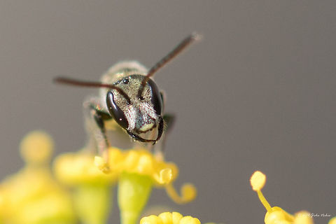 Halictid bee - Lasioglossum discum This is the 4th identified species captured on the dill flower last weekend. Still have ate least 2 species to identify. It seems dill is too attractive to the pollinating insects.
https://www.jungledragon.com/image/40333/halictid_bee_-_lasioglossum_discum.html Animal,Animalia,Apoidea,Arthropoda,Bulgaria,Europe,Geotagged,Halictidae,Hymenoptera,Insect,Insecta,Lasioglossum discum,Nature,Sofia,Summer,Sweat bee,Wildlife
