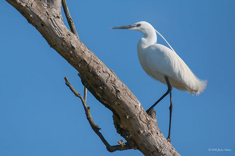 Little egret  Animal,Animalia,Ardeidae,Aves,Bird,Chordata,Danube delta biosphere reserve,Egretta garzetta,Europe,Geotagged,Little Egret,Little egret,Nature,Pelecaniformes,Romania,Spring,Wildlife