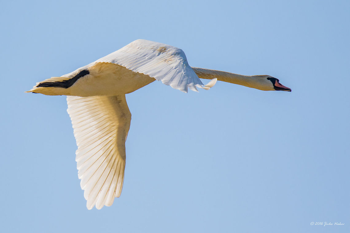 Mute swan Mute swan - Cygnus olos Anatidae,Animal,Animalia,Anseriformes,Aves,Bird,Chordata,Cygnus olor,Danube delta biosphere reserve,Europe,Geotagged,Mute swan,Nature,Romania,Spring,Wildlife