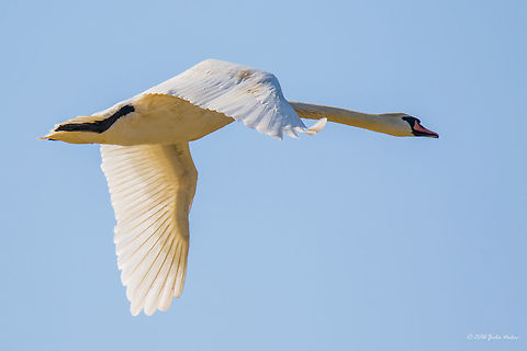 Mute swan Mute swan - Cygnus olos Anatidae,Animal,Animalia,Anseriformes,Aves,Bird,Chordata,Cygnus olor,Danube delta biosphere reserve,Europe,Geotagged,Mute swan,Nature,Romania,Spring,Wildlife