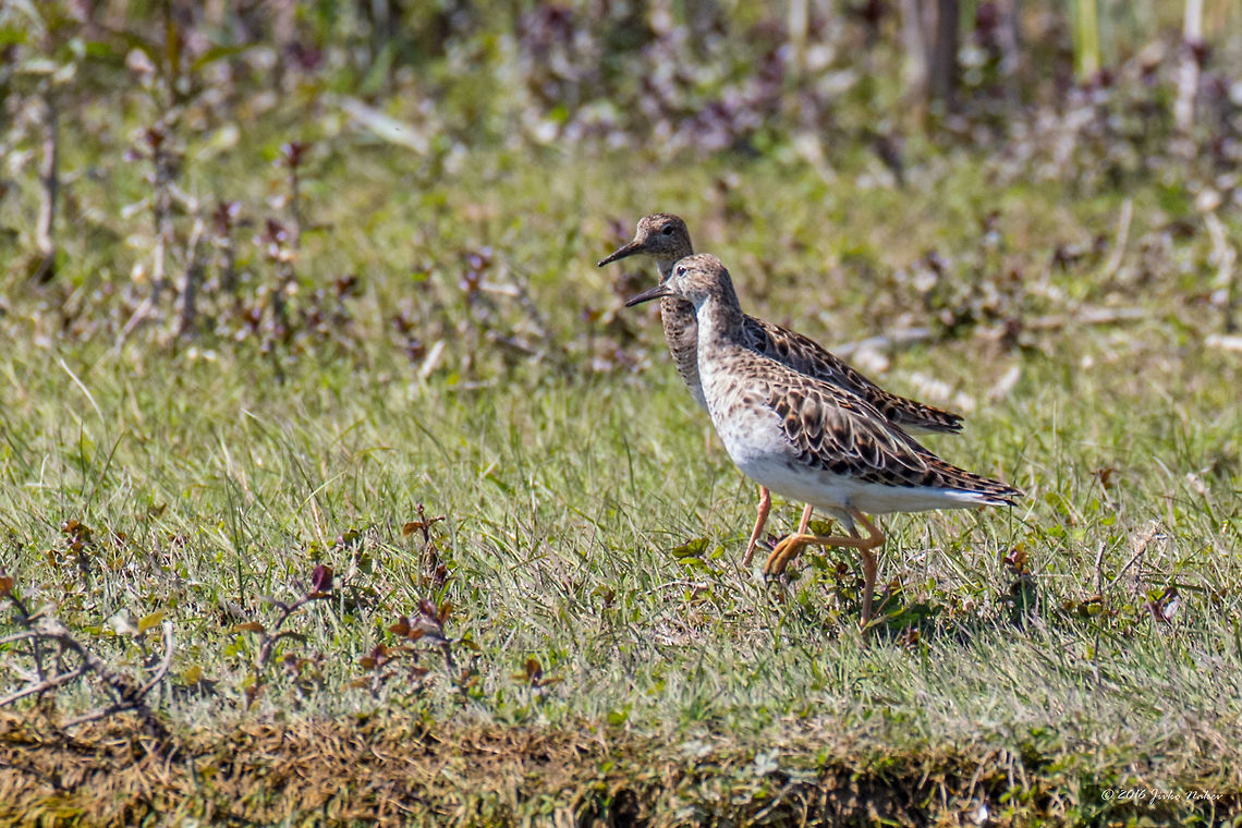 Ruff - Philomachus pugnax  Animal,Animalia,Aves,Bird,Charadriiformes,Chordata,Danube delta biosphere reserve,Europe,Geotagged,Nature,Philomachus pugnax,Romania,Ruff,Scolopacidae,Shorebird,Spring,Wader,Wildlife