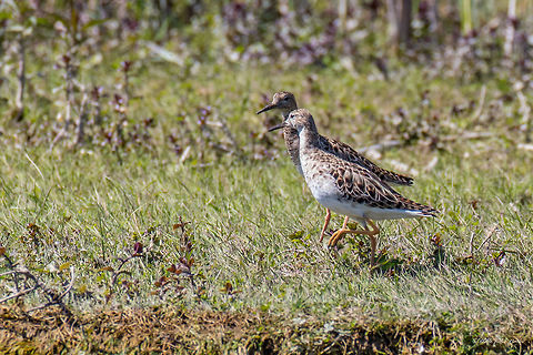Ruff - Philomachus pugnax  Animal,Animalia,Aves,Bird,Charadriiformes,Chordata,Danube delta biosphere reserve,Europe,Geotagged,Nature,Philomachus pugnax,Romania,Ruff,Scolopacidae,Shorebird,Spring,Wader,Wildlife