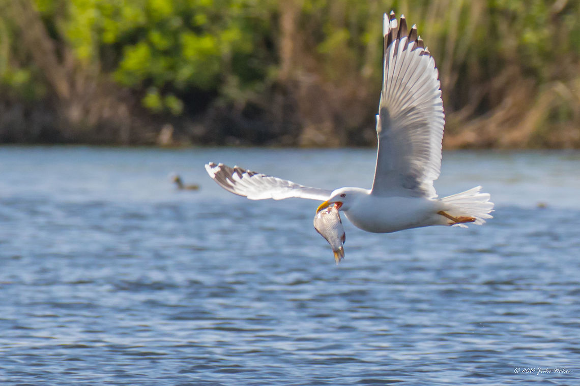 Breakfast Yellow-legged gull - Larus michahellis Animal,Animalia,Aves,Bird,Charadriiformes,Chordata,Danube delta biosphere reserve,Europe,Geotagged,Laridae,Larus michahellis,Larus michanellis,Nature,Romania,Spring,Wildlife,Yellow-legged gull