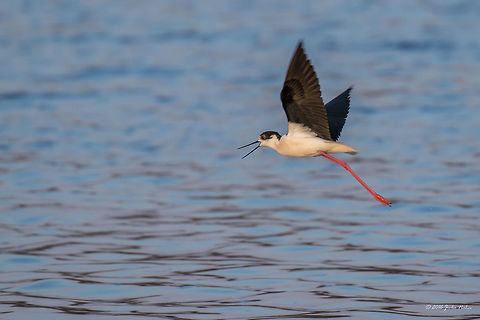 Black-winged stilt - Himantopus himantopus  Animal,Animalia,Aves,Bird,Black-winged Stilt,Black-winged stilt,Charadriiformes,Chordata,Danube delta biosphere reserve,Europe,Geotagged,Himantopus himantopus,Nature,Recurvirostridae,Romania,Spring,Wildlife