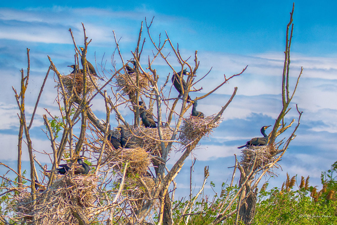 Great Black Cormorants Colony - Danube Delta  Animal,Animalia,Aves,Bird,Chordata,Danube delta biosphere reserve,Europe,Geotagged,Great Cormorant,Great black cormorant,Nature,Phalacrocoracidae,Phalacrocorax carbo,Romania,Seabird,Spring,Suliformes,Wildlife,nest,nesting