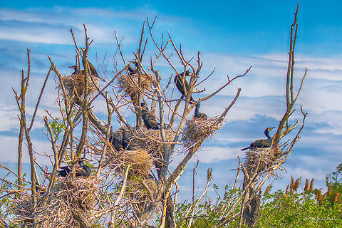 Great Black Cormorants Colony - Danube Delta  Animal,Animalia,Aves,Bird,Chordata,Danube delta biosphere reserve,Europe,Geotagged,Great Cormorant,Great black cormorant,Nature,Phalacrocoracidae,Phalacrocorax carbo,Romania,Seabird,Spring,Suliformes,Wildlife,nest,nesting
