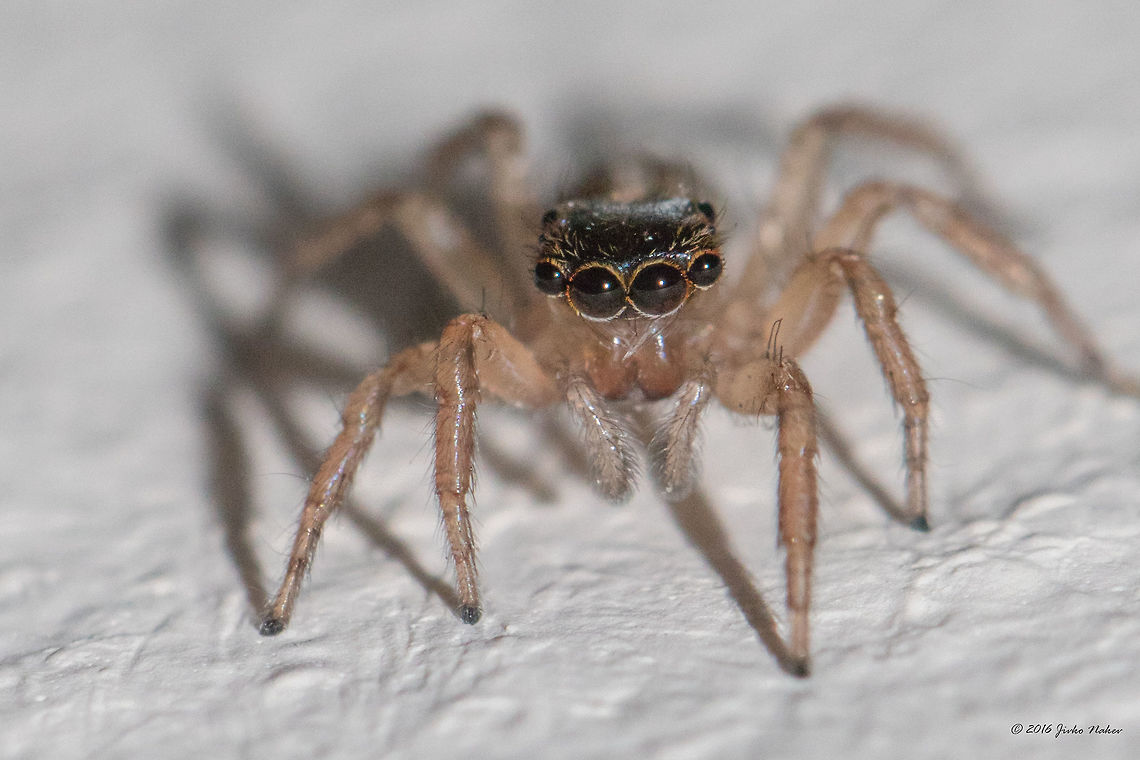 Jumping spider female - Saitis barbipes Captured in my home, tiny 5-6 mm spider. Animal,Animalia,Arachnida,Araneae,Arthropoda,Bulgaria,Europe,Geotagged,Jumping spider,Nature,Saitis barbipes,Salticidae,Sofia,Spiders,Spring,Wildlife
