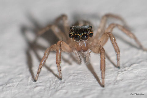 Jumping spider female - Saitis barbipes Captured in my home, tiny 5-6 mm spider. Animal,Animalia,Arachnida,Araneae,Arthropoda,Bulgaria,Europe,Geotagged,Jumping spider,Nature,Saitis barbipes,Salticidae,Sofia,Spiders,Spring,Wildlife