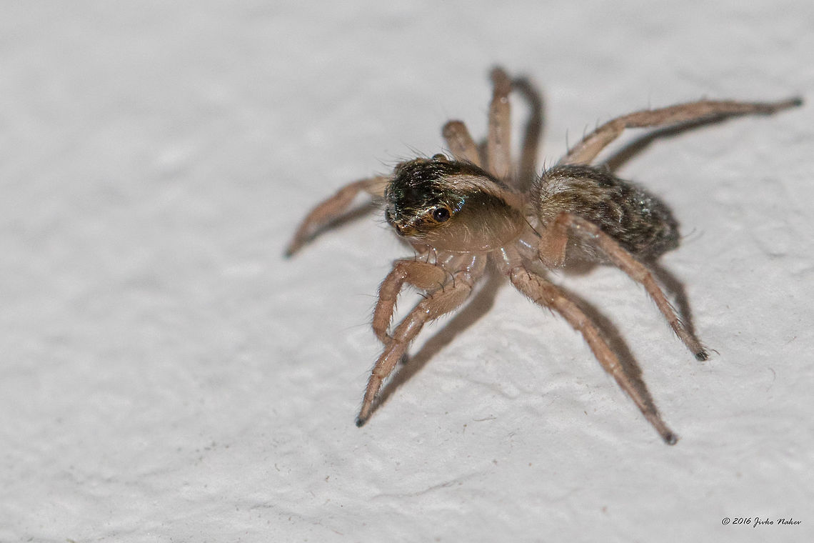 Jumpin spider female - Saitis barbipes Captured in my home, tiny 5-6 mm spider. Animal,Animalia,Arachnida,Araneae,Arthropoda,Bulgaria,Europe,Geotagged,Jumping spider,Nature,Saitis barbipes,Salticidae,Sofia,Spiders,Spring,Wildlife