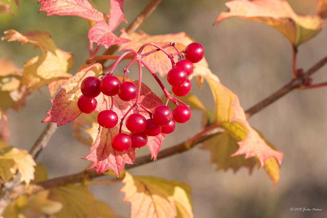 Guelder rose - Viburnum opulus European cranberrybush Adoxaceae,Bulgaria,Dipsacales,Eudicot,Europe,European cranberrybush,Fall,Flowering Plant,Geotagged,Guelder rose,Guelder-rose,Magnoliophyta,Nature,Plantae,Viburnum opulus,Vitosha Mountain Nature Park,Wildlife,flower