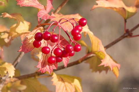 Guelder rose - Viburnum opulus European cranberrybush Adoxaceae,Bulgaria,Dipsacales,Eudicot,Europe,European cranberrybush,Fall,Flowering Plant,Geotagged,Guelder rose,Guelder-rose,Magnoliophyta,Nature,Plantae,Viburnum opulus,Vitosha Mountain Nature Park,Wildlife,flower