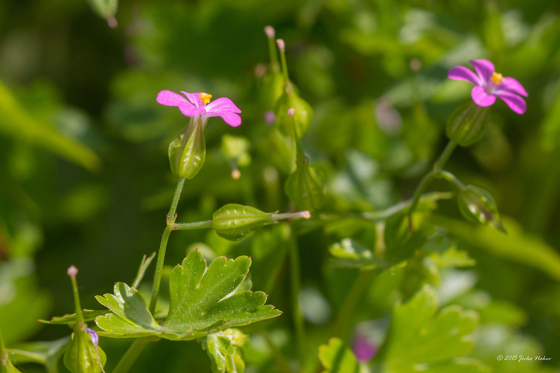 Shining crane's-bill Shining cranesbill - Geranium lucidum Central Macedonia,Eudicot,Europe,Flowering Plant,Geotagged,Geraniaceae,Geraniales,Geranium lucidum,Greece,Lake Kerkini National Park,Magnoliophyta,Nature,Plantae,Shining cranesbill,Spring,Wildlife,flower