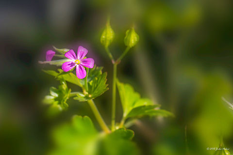 Shining crane's-bill Shining cranesbill - Geranium lucidum Central Macedonia,Eudicot,Europe,Flowering Plant,Geotagged,Geraniaceae,Geraniales,Geranium lucidum,Greece,Lake Kerkini National Park,Magnoliophyta,Nature,Plantae,Shining cranesbill,Spring,Wildlife,flower