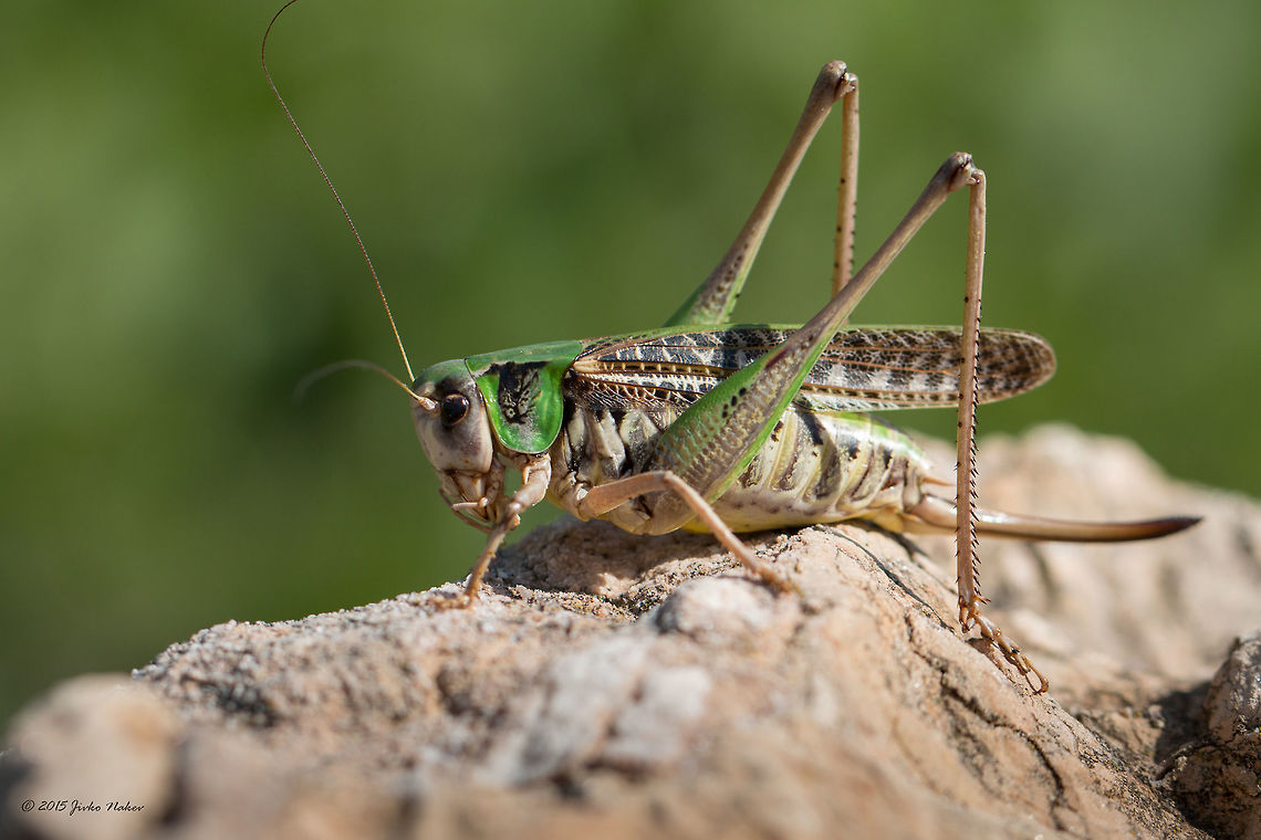 Wart-biter bush-cricket - Decticus verrucivorus  Animal,Animalia,Arthropoda,Besaparski hills protected area,Bulgaria,Bush cricket,Decticus verrucivorus,Europe,Geotagged,Insect,Insecta,Katydid,Long-horned grasshopper,Natura 2000,Nature,Orthoptera,Rhodope mountains,Summer,Tettigoniidae,Wart-biter
