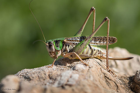 Wart-biter bush-cricket - Decticus verrucivorus  Animal,Animalia,Arthropoda,Besaparski hills protected area,Bulgaria,Bush cricket,Decticus verrucivorus,Europe,Geotagged,Insect,Insecta,Katydid,Long-horned grasshopper,Natura 2000,Nature,Orthoptera,Rhodope mountains,Summer,Tettigoniidae,Wart-biter